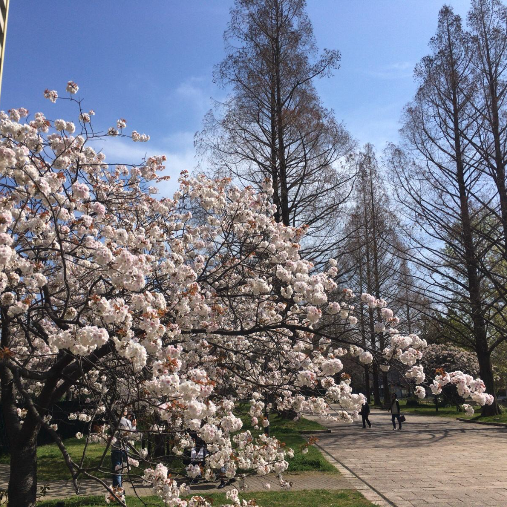 東千田公園の桜